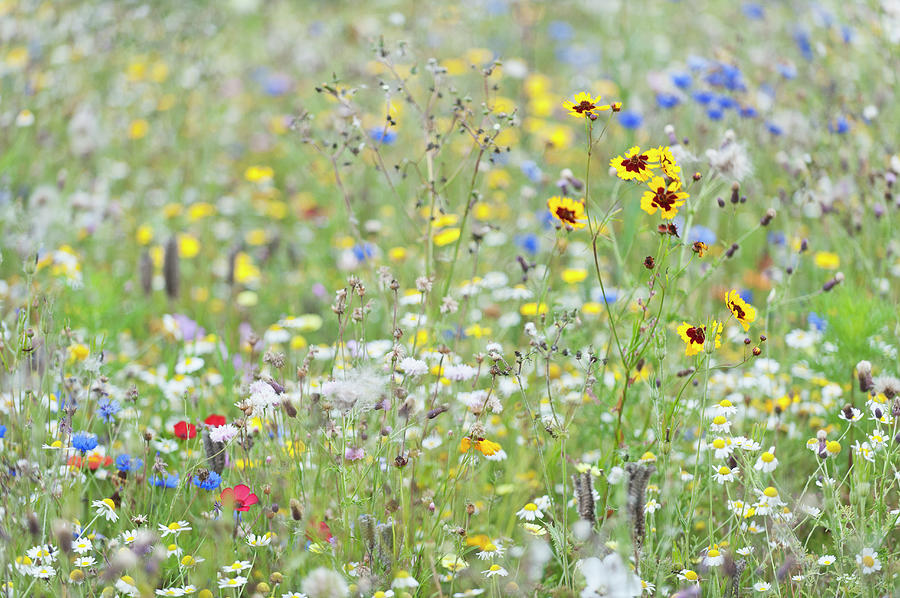 Field Of Mixed Wildflowers #6 Photograph by Mike Hill