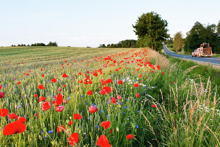 Field Of Poppy Plant In Mikolajki, Warmia-masuria, Poland #6 Photograph by Jalag / Lukas Sprl