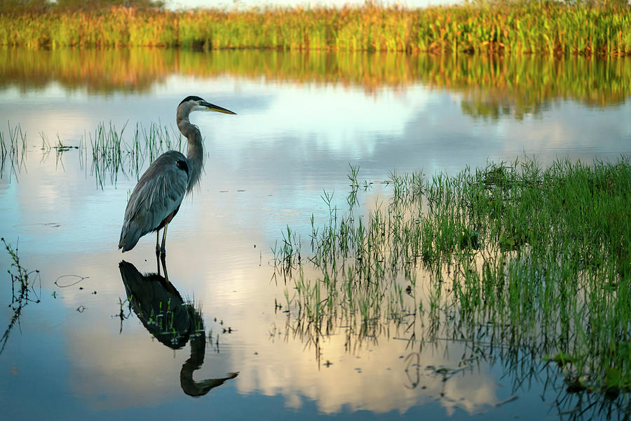 Florida, Everglades, Great Blue Heron, Arthur R. Marshall Loxahatchee Wildlife Refuge #6 Digital Art by Gabriel Jaime Jimenez