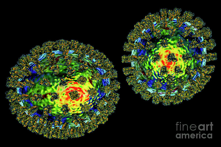 Flu Viruses Photograph By Kateryna Konscience Photo Library Fine Art