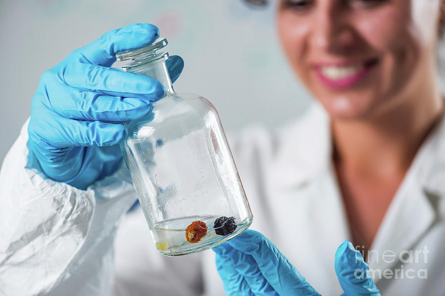 Food Safety Inspector Working In Laboratory #6 Photograph by Science Photo Library Food Safety Inspector Working In Laboratory #6 Photograph by Science Photo Library