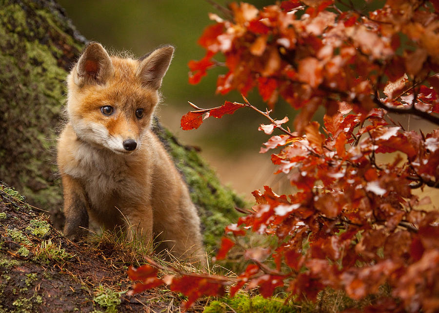 Fox #6 Photograph by Robert Adamec