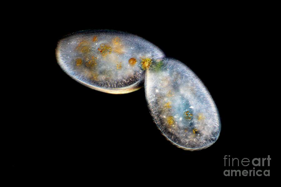 Frontonia Protist #6 Photograph by Frank Fox/science Photo Library