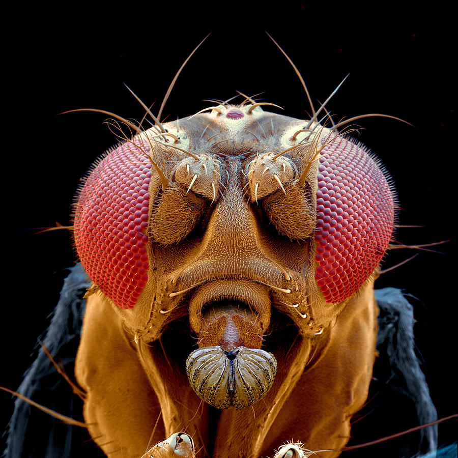 Fruit Fly Drosophila Melanogaster #6 Photograph by Oliver Meckes EYE OF SCIENCE