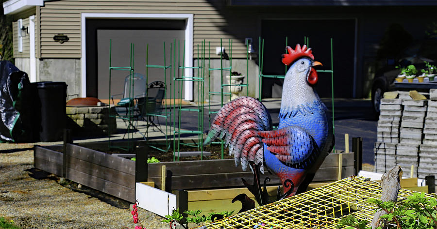 6 ft Guard Rooster Photograph by Imagery-at- Work