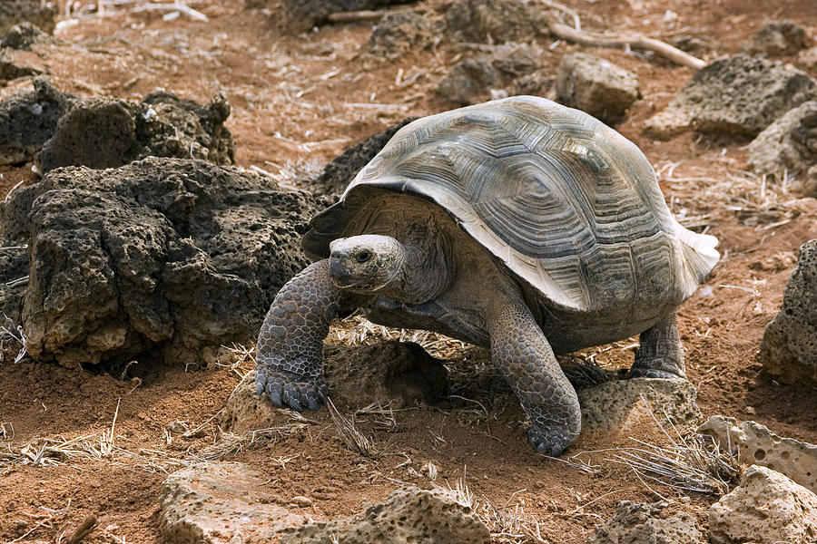Galapagos Giant Tortoise #6 Photograph by David Hosking