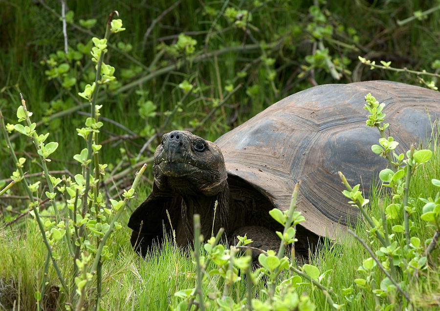 Galapagos Giant Tortoise #6 Photograph by Michael Lustbader