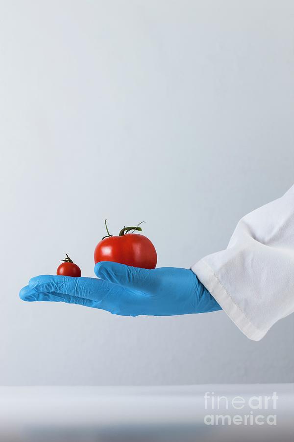 Genetically Modified Food #6 Photograph by Cristina Pedrazzini/science Photo Library