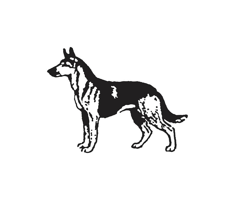 Black And White Drawing - German Shepherd #6 by CSA Images