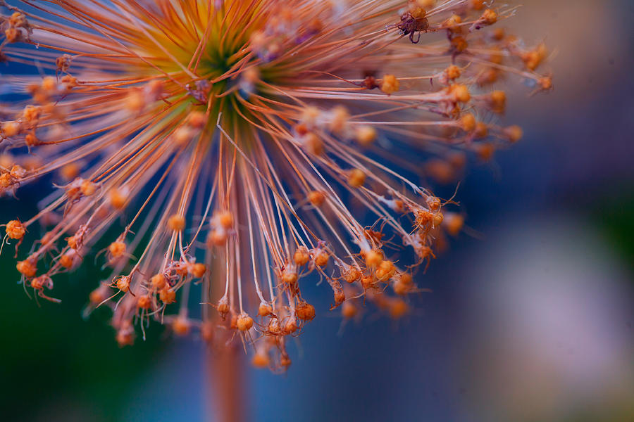 Giant Allium #6 Photograph by Bonnie Bruno