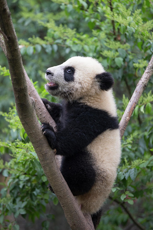 Giant Panda Cub In Tree #6 Photograph by Suzi Eszterhas