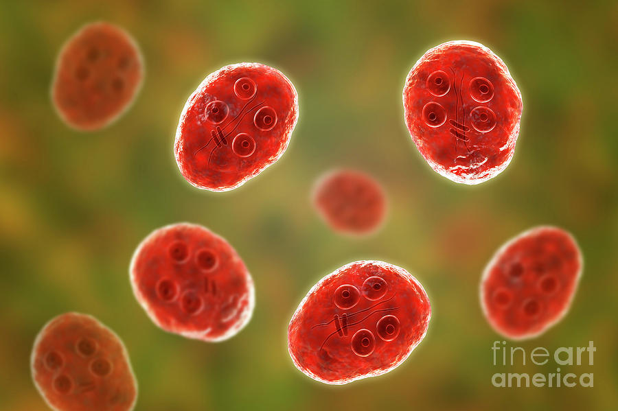 Giardia Intestinalis Protozoan Cyst Photograph By Kateryna Konscience Photo Library Fine Art 8484