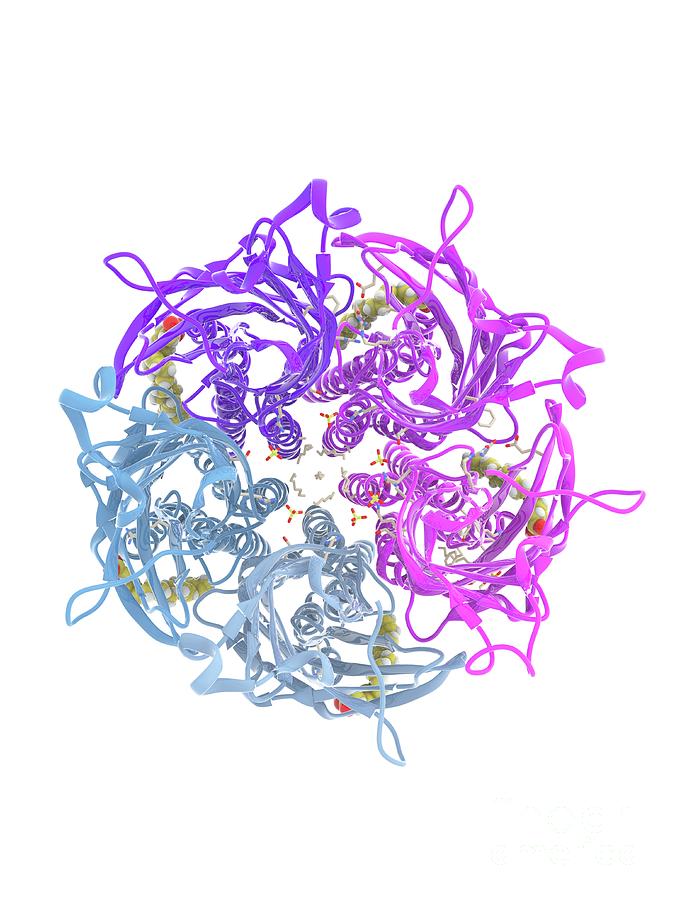 glic-receptor-complexed-with-dha-photograph-by-ramon-andrade-3dciencia-science-photo-library