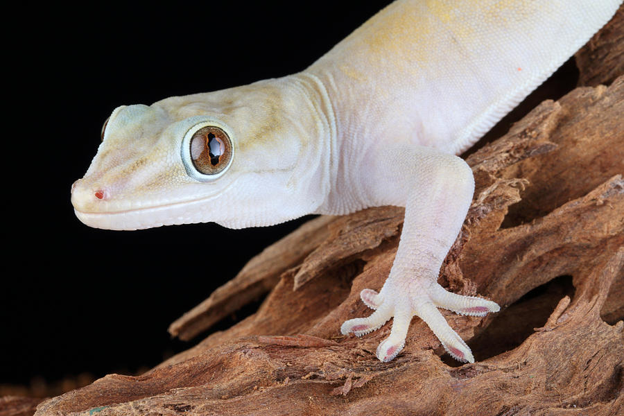 Golden Gecko Gekko Badenii #6 Photograph by David Kenny