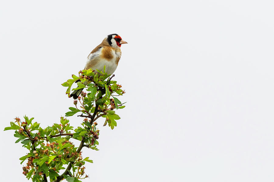Goldfinch  #6 Photograph by Chris Smith