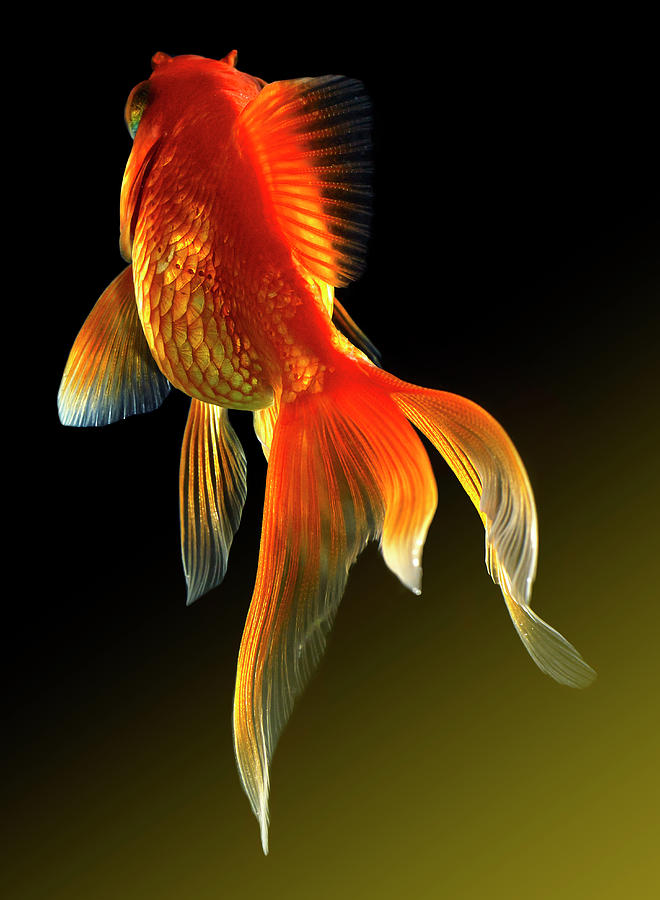 Goldfish #6 Photograph by Mark Mawson