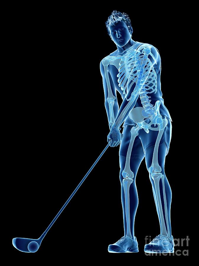 Sports Photograph - Golf Players Skeleton #6 by Sebastian Kaulitzki/science Photo Library