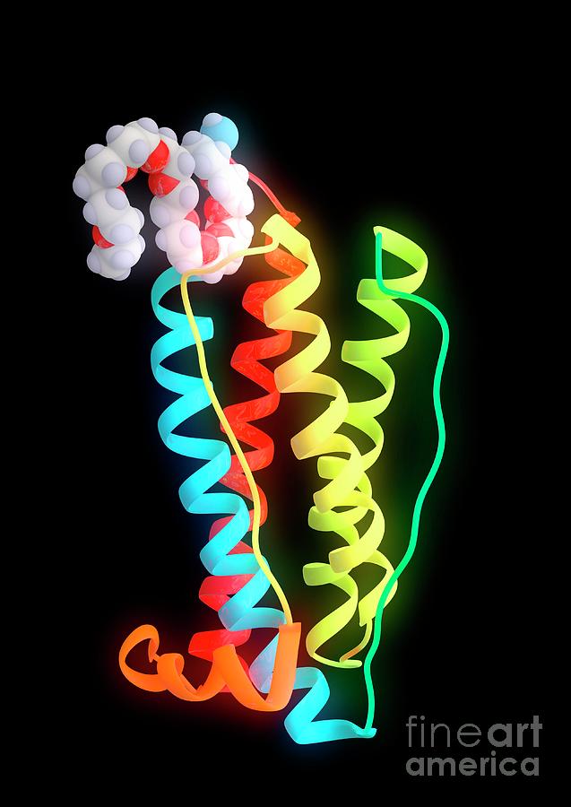 Granulocyte Colony-stimulating Factor Photograph By Ramon Andrade ...