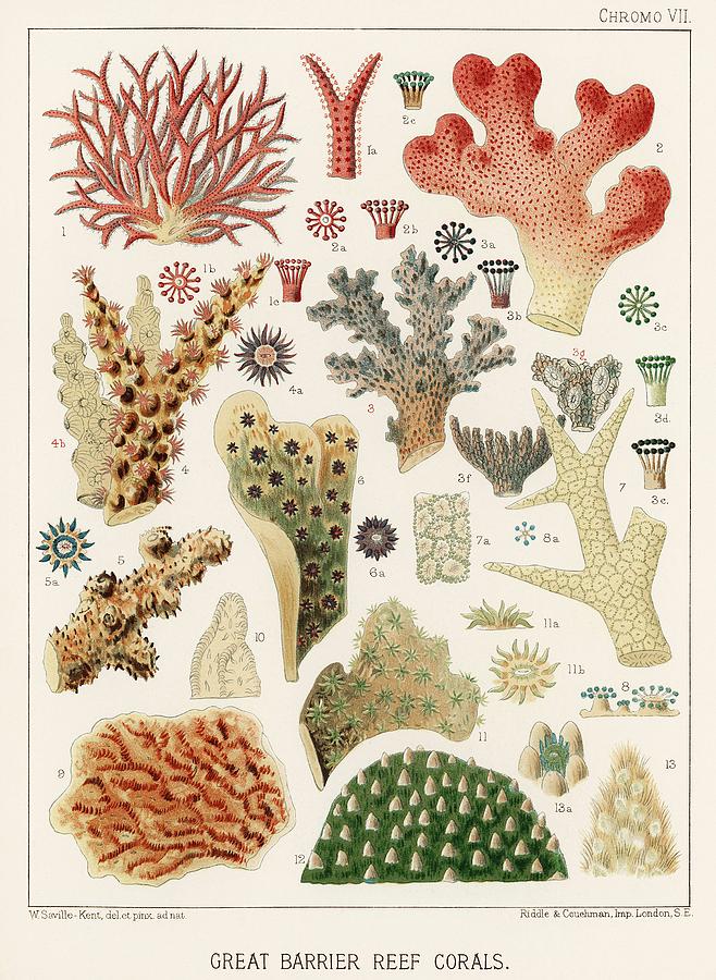 Nature Painting - Great Barrier Reef Corals from The Great Barrier Reef of Australia 1893 by William Saville-Kent 1 #6 by Celestial Images