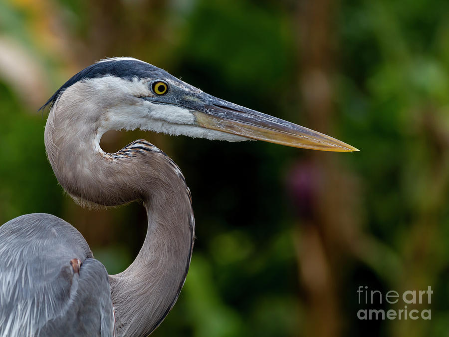 Great Blue Heron by Blair Howell Great Blue Heron by Blair Howell