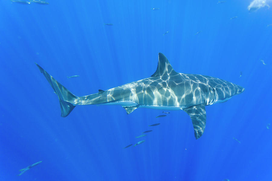 Fish Photograph - Great White Shark, Large 5 Meter #6 by Stuart Westmorland