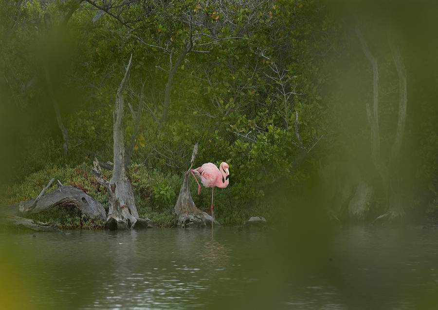 Greater Flamingo #6 Photograph by Michael Lustbader