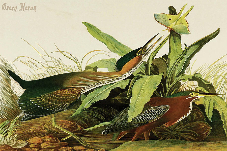 Green Heron Painting by John James  Audubon