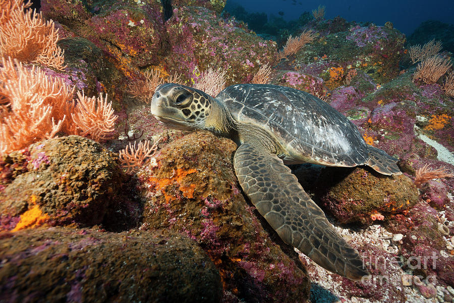 Green Sea Turtle Photograph - Green Sea Turtle by Reinhard Dirscherl/science Photo Library Green Sea Turtle Photograph - Green Sea Turtle by Reinhard Dirscherl/science Photo Library