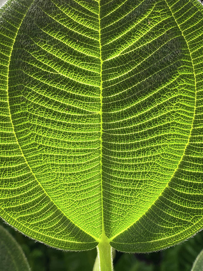 Jungle Photograph - Green Tropical Plants In Jungle Garden Close Up Of Leaves #6 by Cavan Images