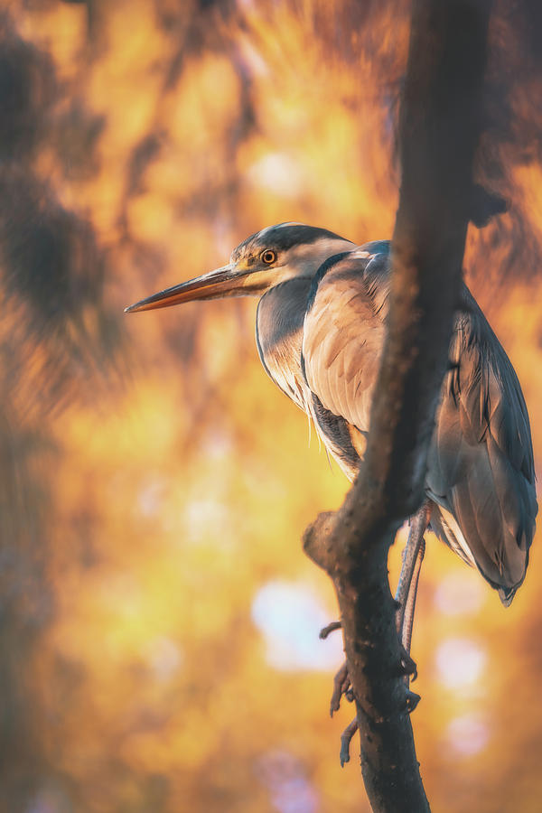 Grey Heron - Ardea cinerea Photograph by Marc Braner