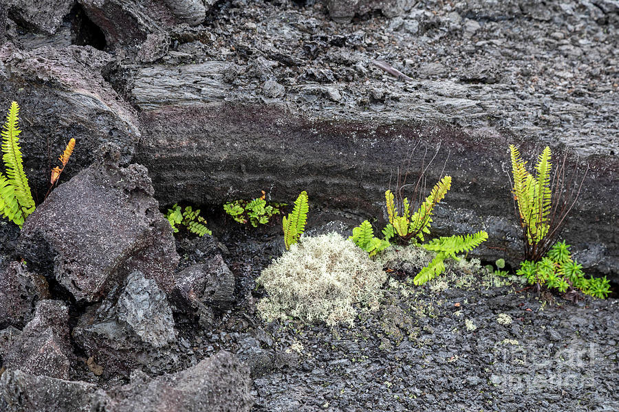 Hawaii Volcanoes National Park #6 Photograph by Jim West/science Photo Library