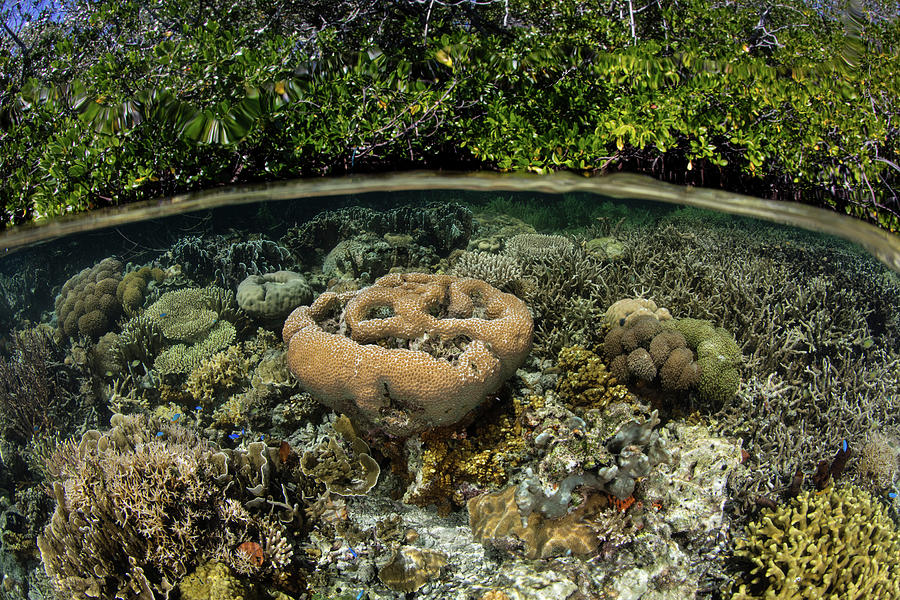 Healthy Corals Grow On The Edge #6 Photograph by Ethan Daniels