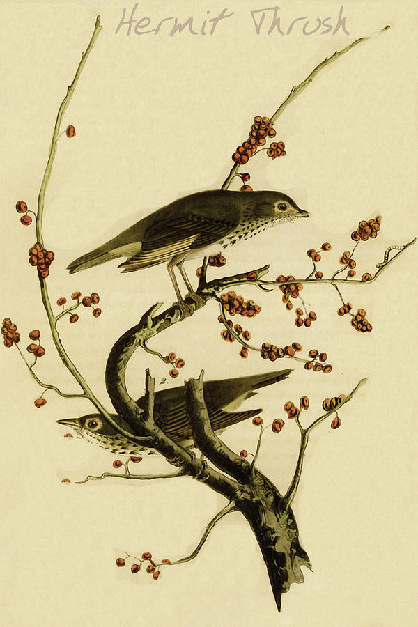 Bird Painting - Hermit Thrush #6 by John James  Audubon