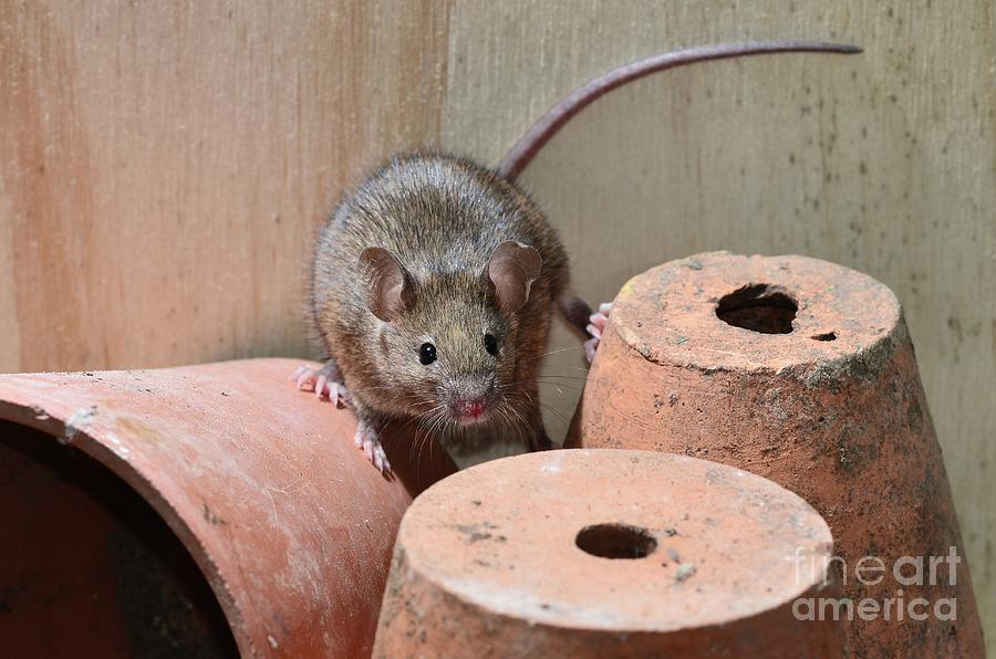 House Mouse #6 Photograph by Colin Varndell/science Photo Library