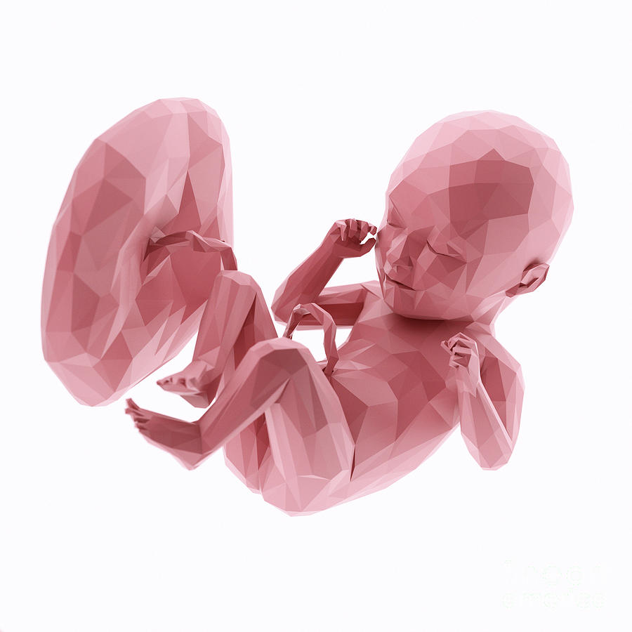 Human Foetus At Week 35 #6 by Sebastian Kaulitzki/science Photo Library