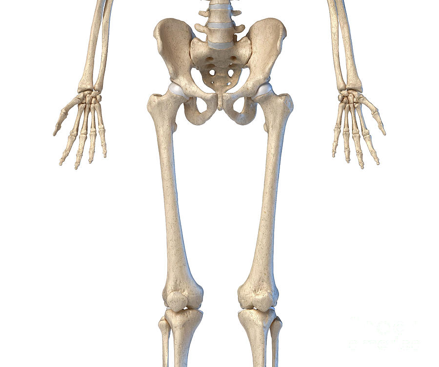 Human Hip Photograph By Leonello Calvettiscience Photo Library Pixels