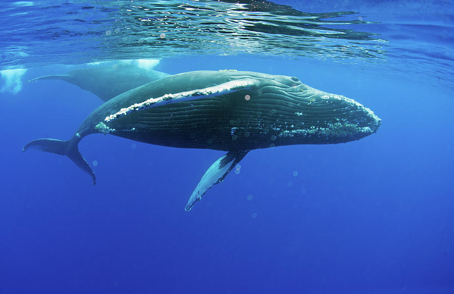 Humpback Whale #6 Photograph by M Swiet Productions