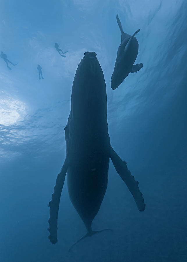 Humpback Whale Megaptera Novaeangliae #6 Photograph by Bruce Shafer