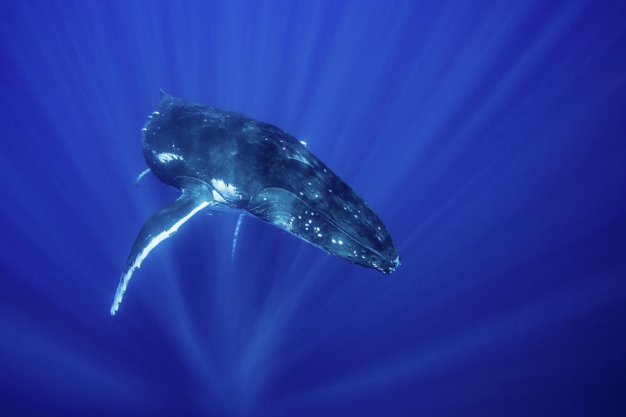 Humpback Whale Swimming Underwater Digital Art by Richard Robinson ...