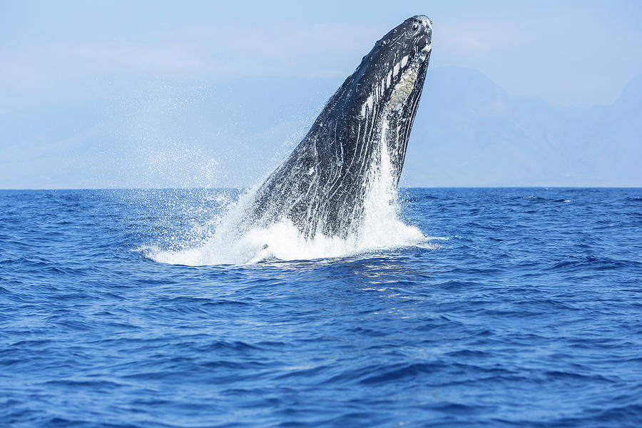 Wildlife Photograph - Humpback Whales,near Lanai Island #6 by Stuart Westmorland