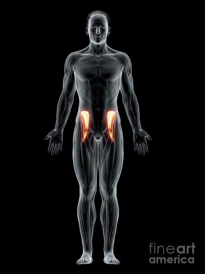 Iliacus Muscle #6 by Sebastian Kaulitzki/science Photo Library