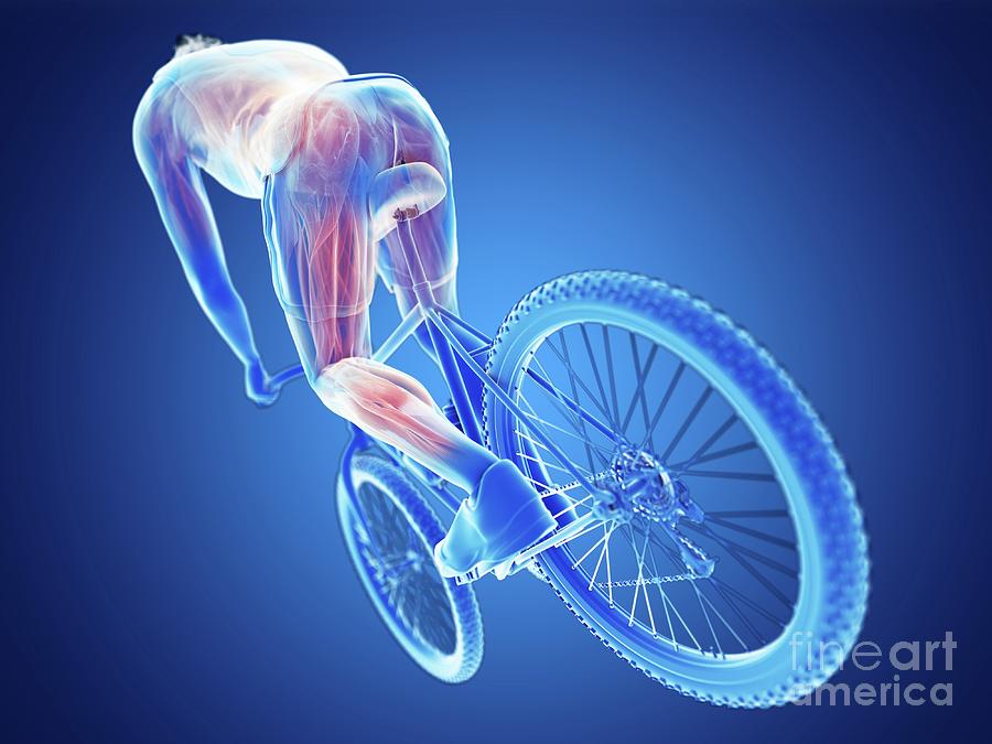 Illustration Of A Cyclist's Muscles Photograph by Sebastian Kaulitzki ...