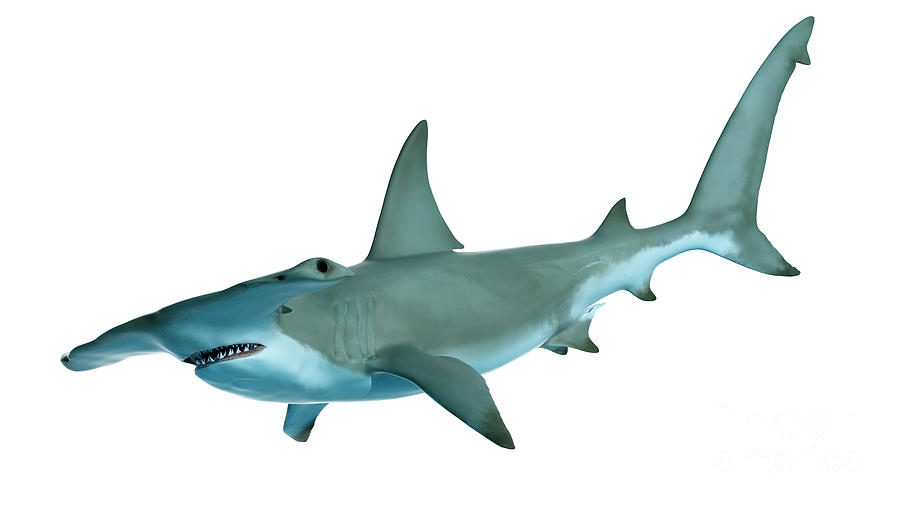 Wildlife Photograph - Illustration Of A Hammerhead Shark #6 by Sebastian Kaulitzki/science Photo Library