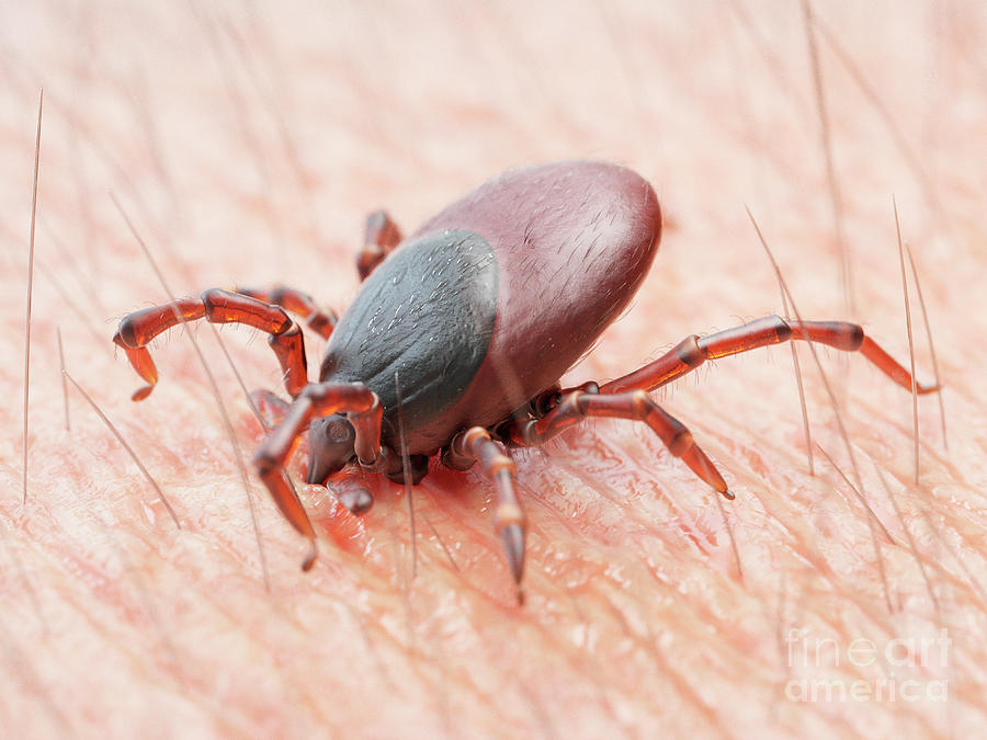 Wildlife Photograph - Illustration Of A Tick Biting Human Skin #6 by Sebastian Kaulitzki/science Photo Library