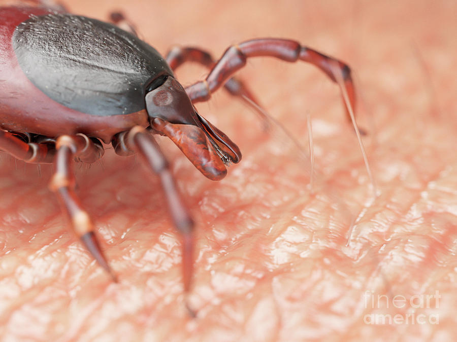 Deer Photograph - Illustration Of A Tick Crawling On Human Skin #6 by Sebastian Kaulitzki/science Photo Library