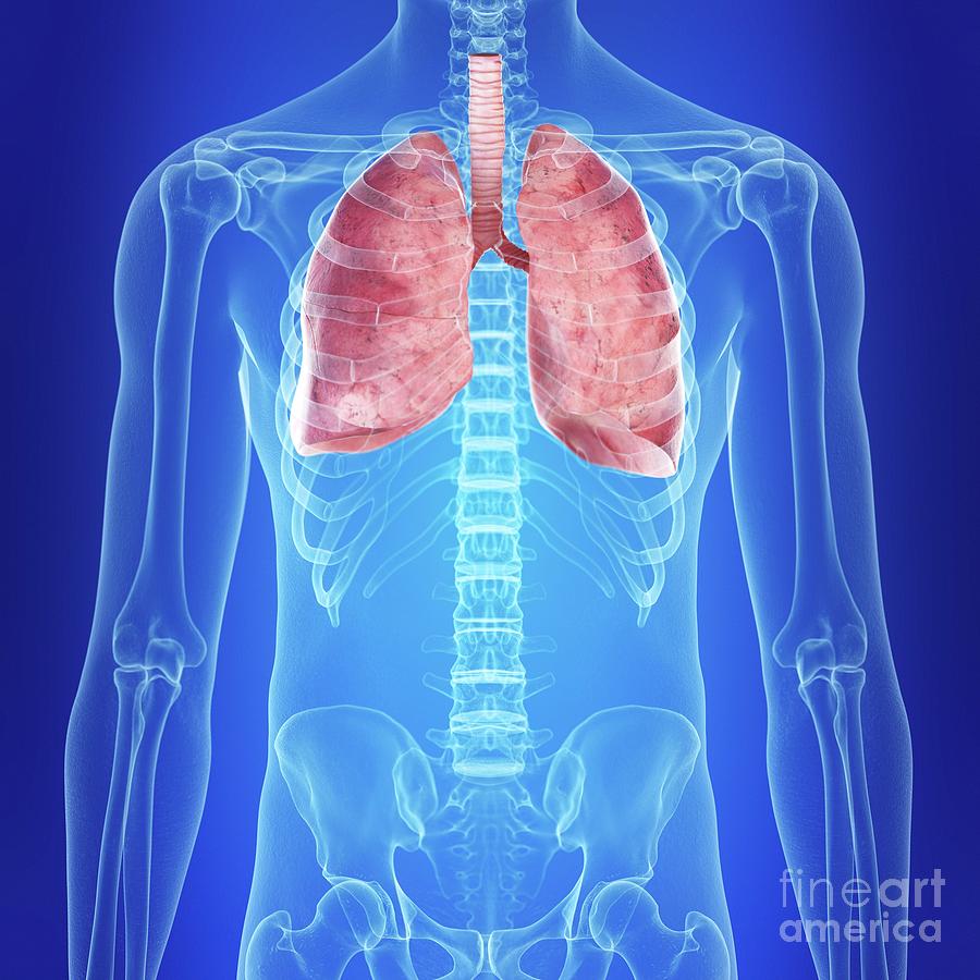 Illustration Of The Lungs Photograph by Sebastian Kaulitzki/science ...