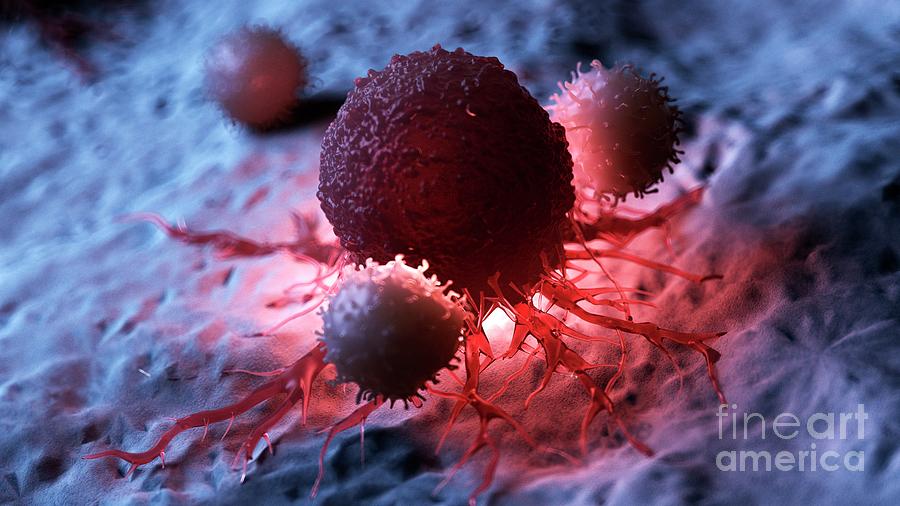 Illustration Of White Blood Cells Attacking A Cancer Cell #6 Photograph by Sebastian Kaulitzki/science Photo Library