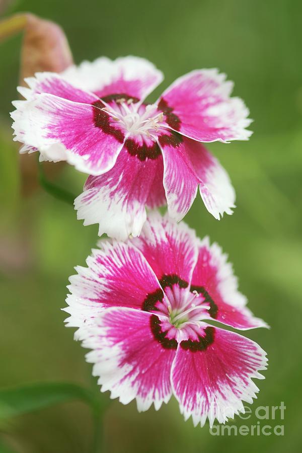 Flower Photograph - Indian Pink (dianthus Chinensis) #6 by Maria Mosolova/science Photo Library
