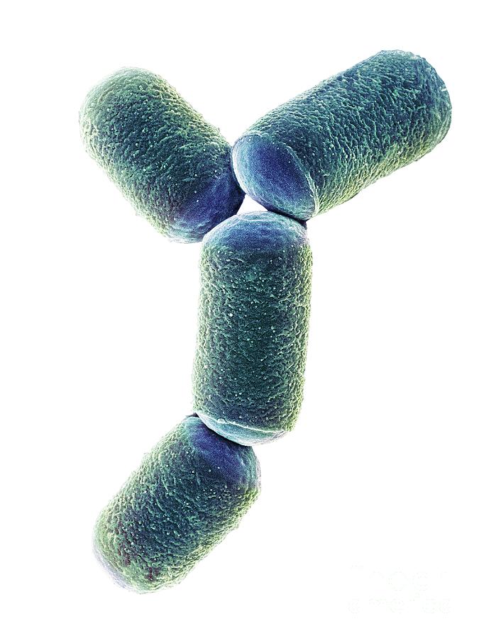 Archaea Photograph - Intestine Archaea Methanobrevibacter Smithii #6 by Dennis Kunkel Microscopy/science Photo Library