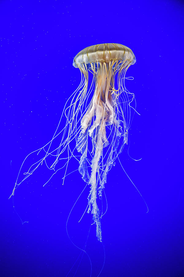 Japanese Jellyfish #6 Photograph by Kenny Thomas